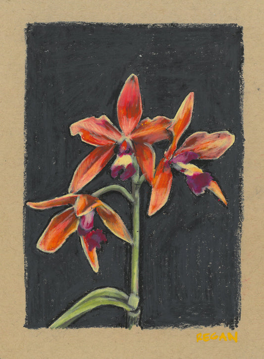 Original - Orchids