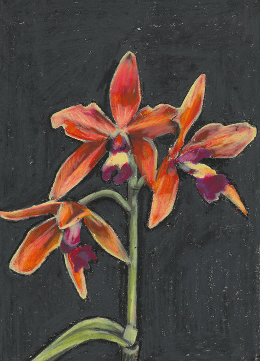 Original - Orchids
